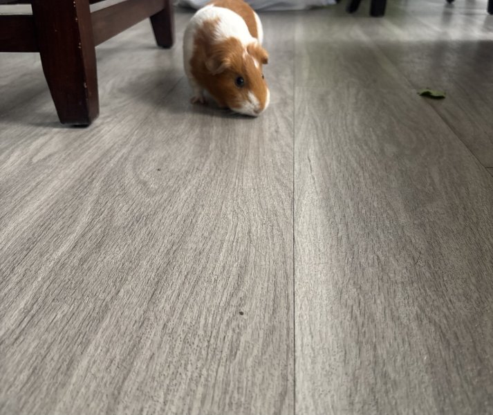 Guinea pig needs loving home!