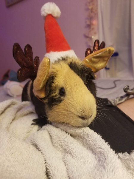 Sweet piggy lost his brother-needs a friend!