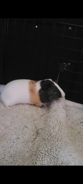 Two male guniea pigs