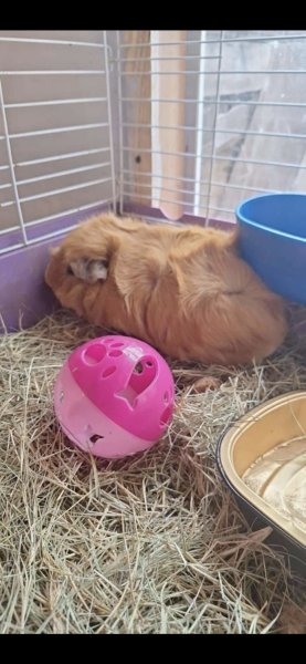 Two girl gueina pigs