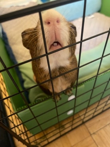 Kevin and Taco, 2.5-year-old male piggies