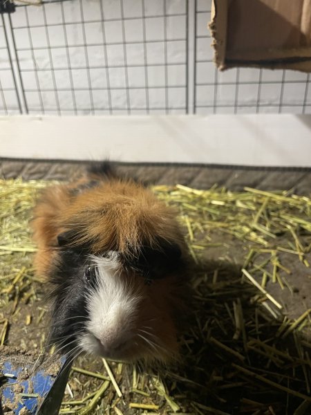 4 Bonded Male Guinea Pigs