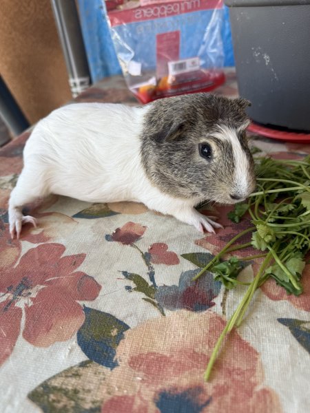 Rehoming 3 male piggy’s