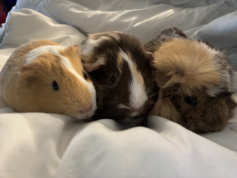 Three Young Female Guinea Pigs in Ottawa