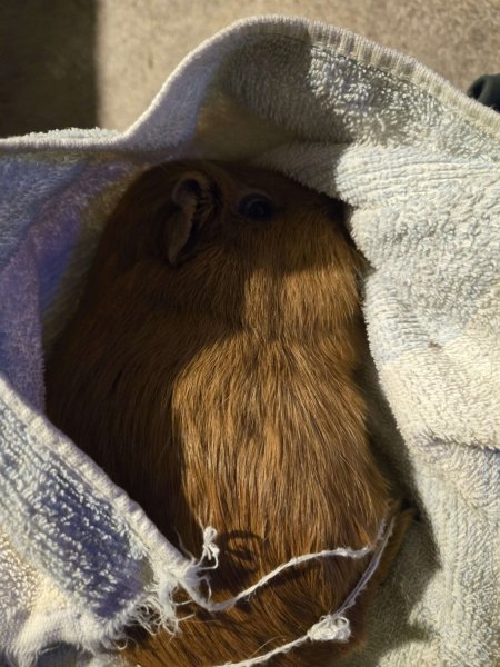 URGENTLY rehoming two female pigs