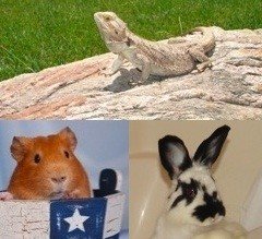 Exotic Animal Rescue and Pet Sanctuary (EARPS, Inc.)