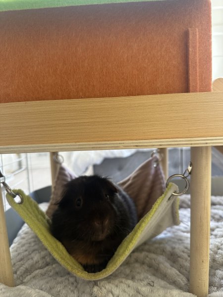 Beautiful and Smart Boy Piggies