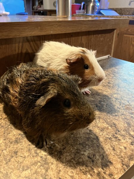 2 guinea pigs looking for loving home