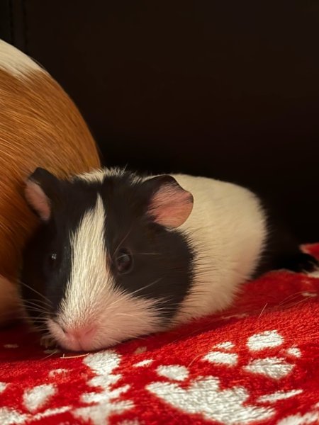 Baby Guinea pigs