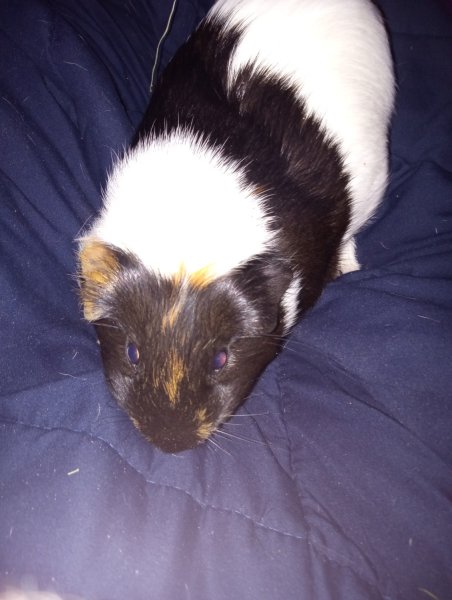 Rehoming three female Guinea Pigs.