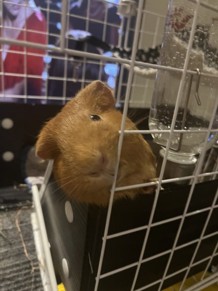 Bailey - 4 year old female needs a new sister