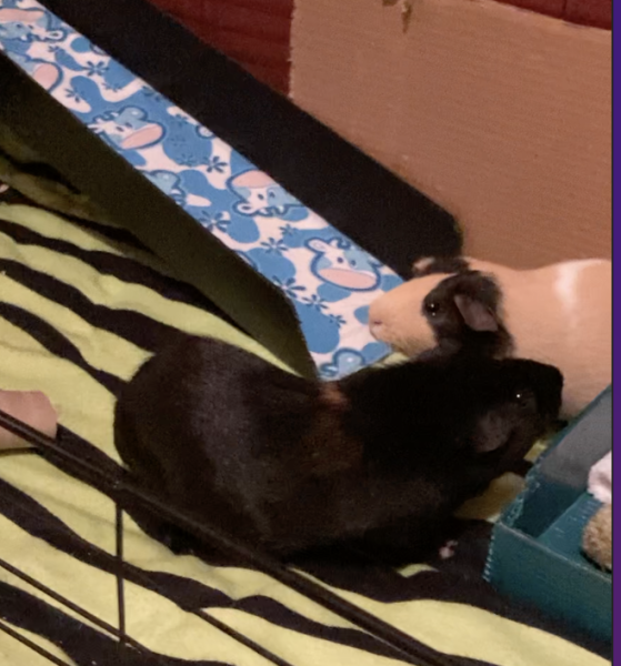 2 Piggies Looking for a Loving Home