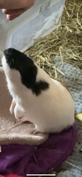 Brownie, Marshmallow,Oreo looking for a home