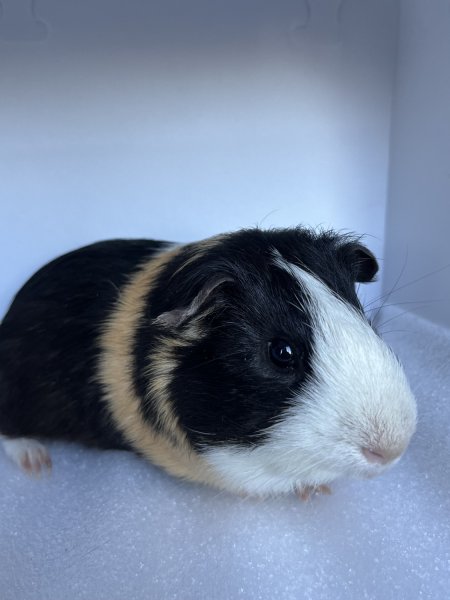 Adult male guinea pig for rehoming