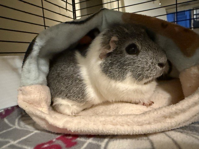 Los Angeles Female Guinea Pigs w/supplies