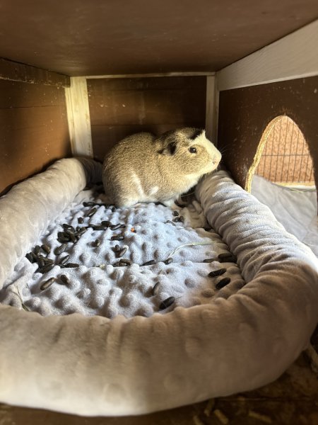 Need to rehome 2 males