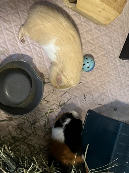 Pumpkin and Potato (ATL, Ga)