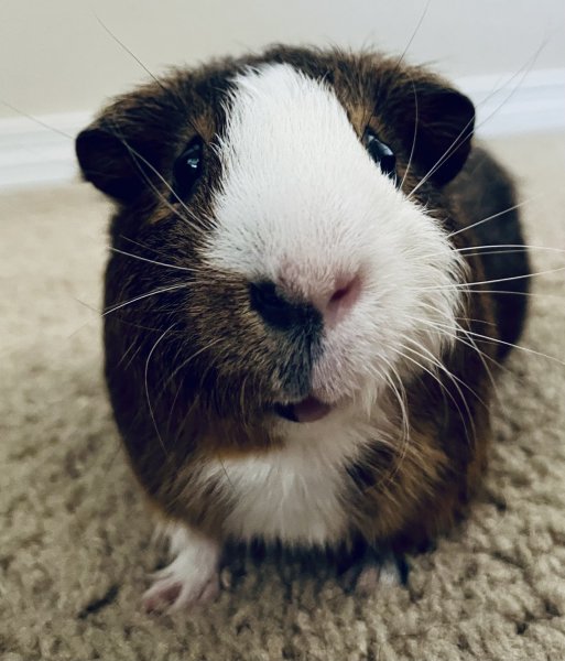 Bonded pair of adult males seeking new home