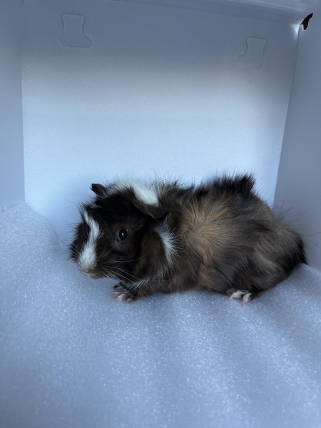 10 Week Old Male Guinea Pig for Adoption