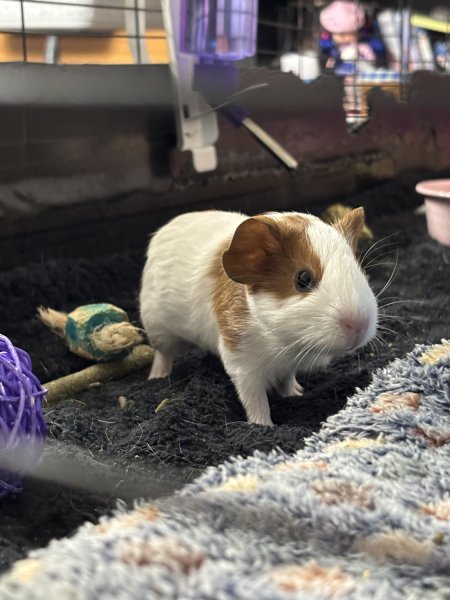 Riza - Female Brown &amp;amp; White Baby American