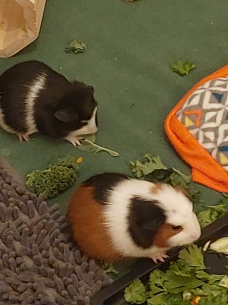 3 male baby Guinea Pigs