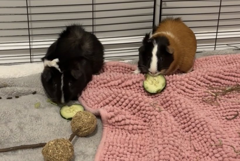 2 Female Guinea Pigs with cage, food, hides!