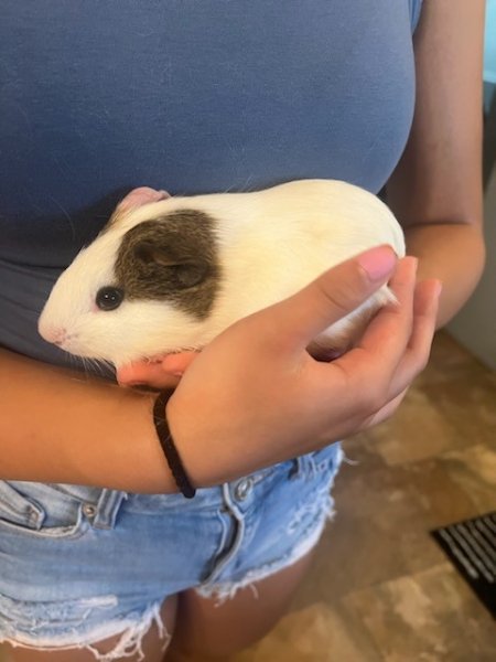 Adorable and sweet 2 month old guinea pig (bo