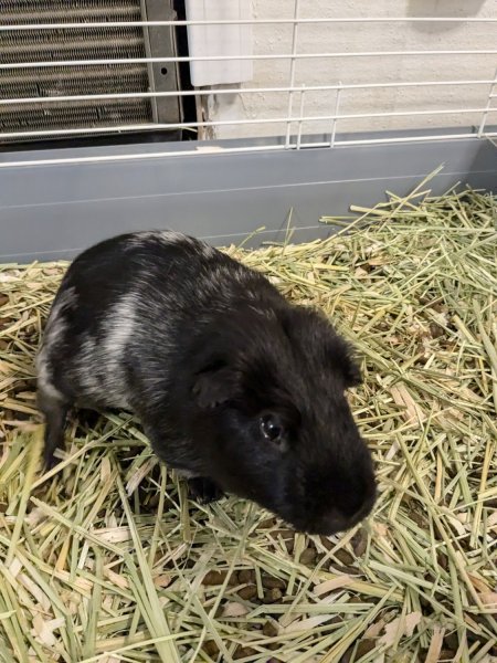 2.5 year old male Guinea Pig