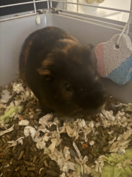 Rehoming 2 year old Guinea Guy