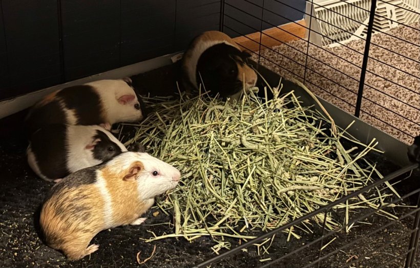 Bonded Pairs of Male Guinea Pigs Available