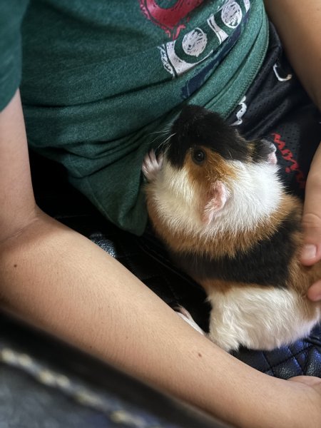 Woley Guinea pig