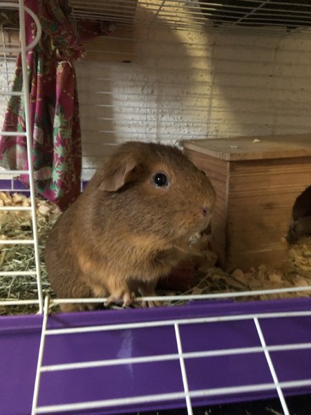 Female ginger Guinea pig in need of a home!