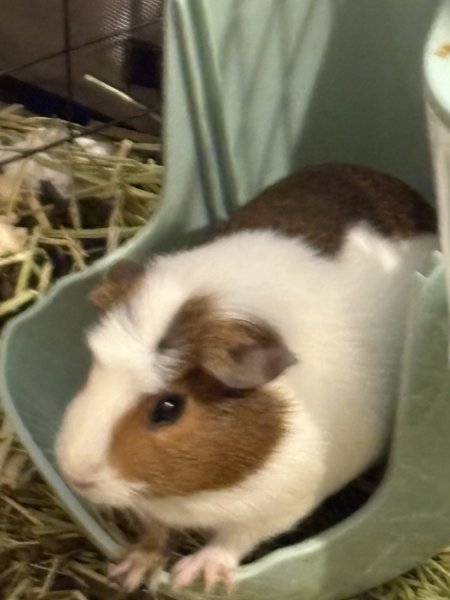 $0MULA Two female guinea pigs cage included!