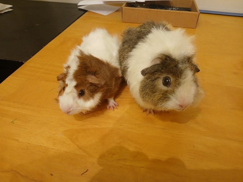 2 Female Guinea Pigs