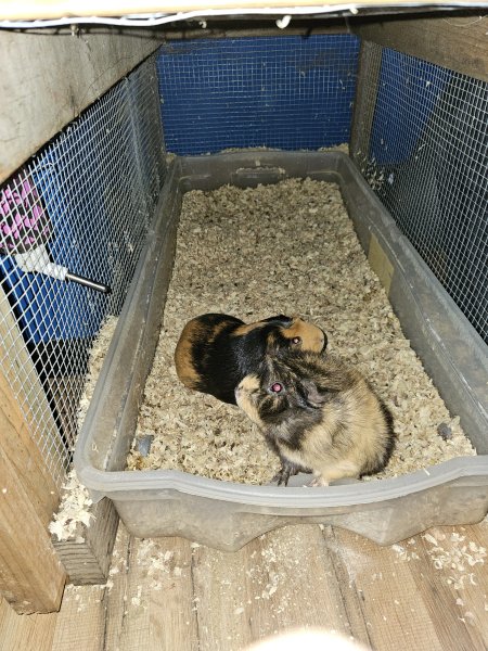 2 Beautiful Guinea pigs needing a new home