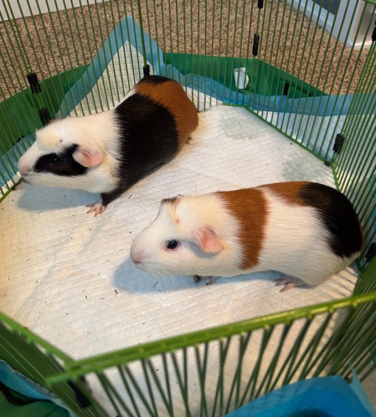 2 Guinea Pigs for Sale!!