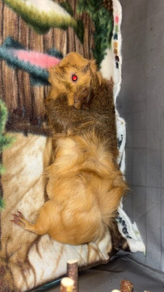 3 bonded male guinea pigs