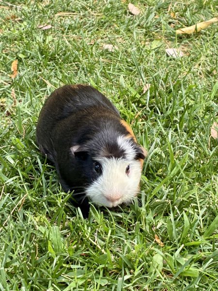 Sweet Brothers Latte &amp;amp; Coco