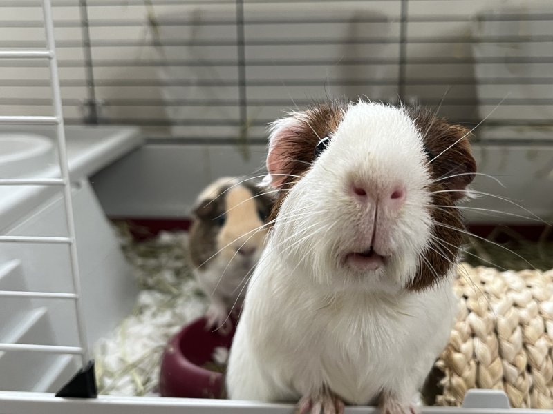 Two Bonded Females, approximately 4 years old