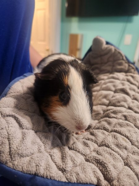 4 Female guinea pigs looking to rehome.