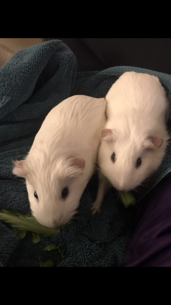 Neutered Male Guinea Pig