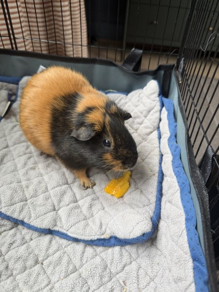 2 Bonded Female Guinea Pigs
