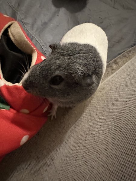 Two Female Guinea Pigs