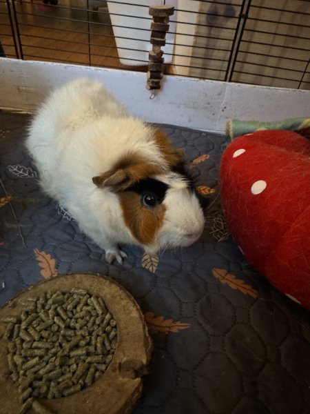 2 Male Guinea Pigs