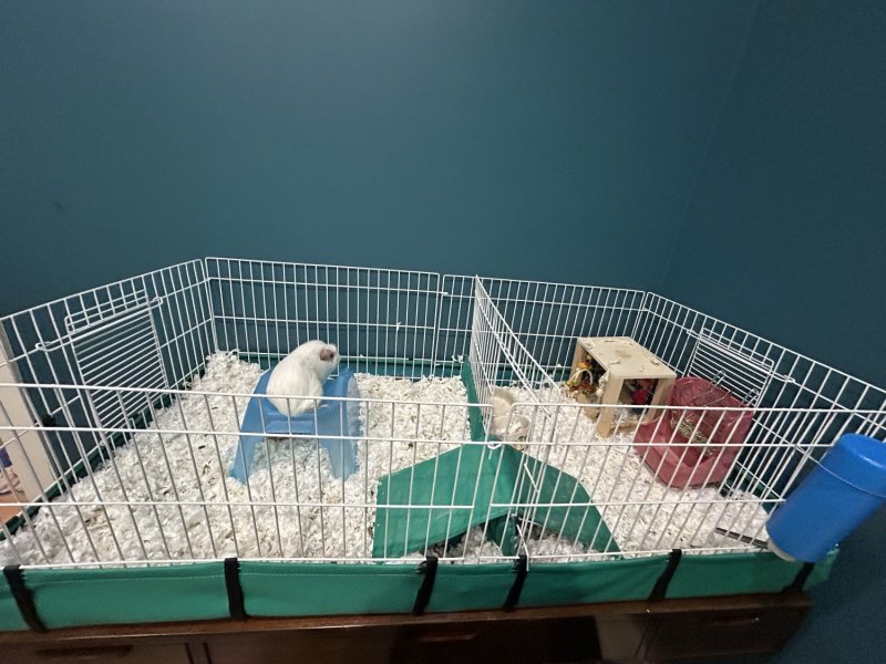2 female guinea pigs and all supplies