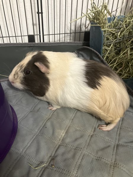 Guinea Pig Needs Caring Home