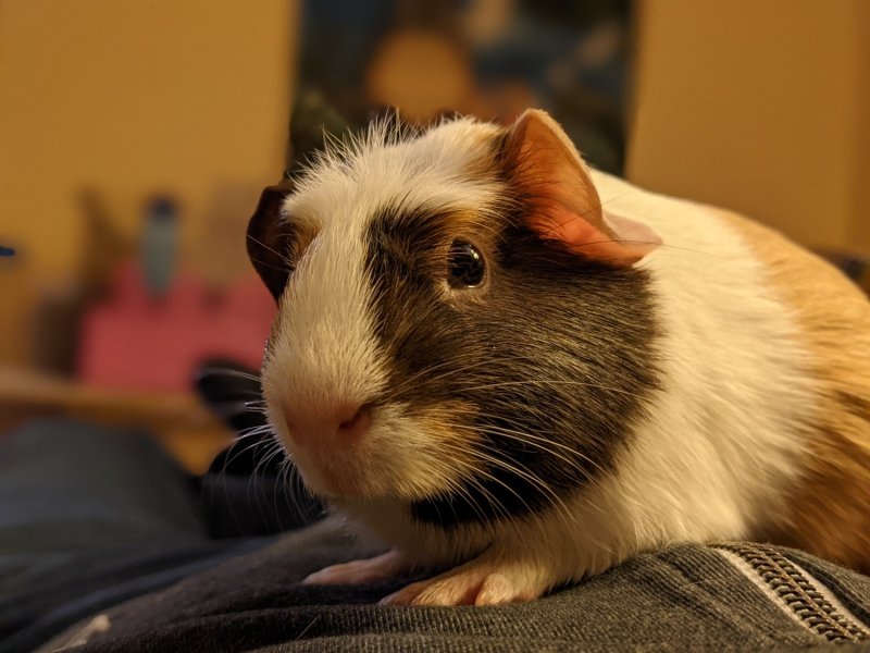 Caramel