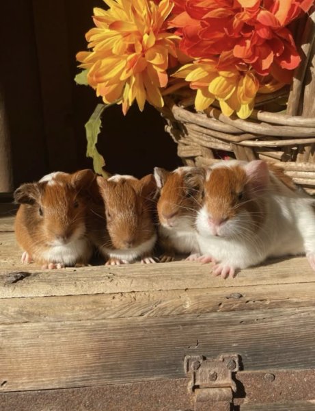 I have 3 male guinea pigs that are 2 months.