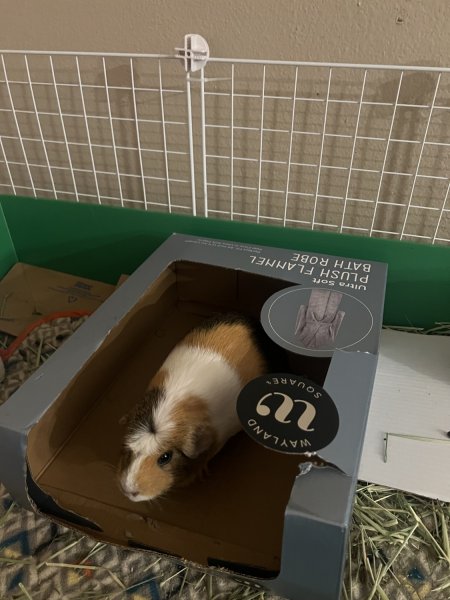 3 bonded girls looking for new home