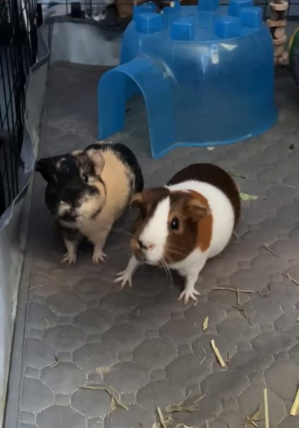 ? Little Girl &amp;amp; Sissy Girl